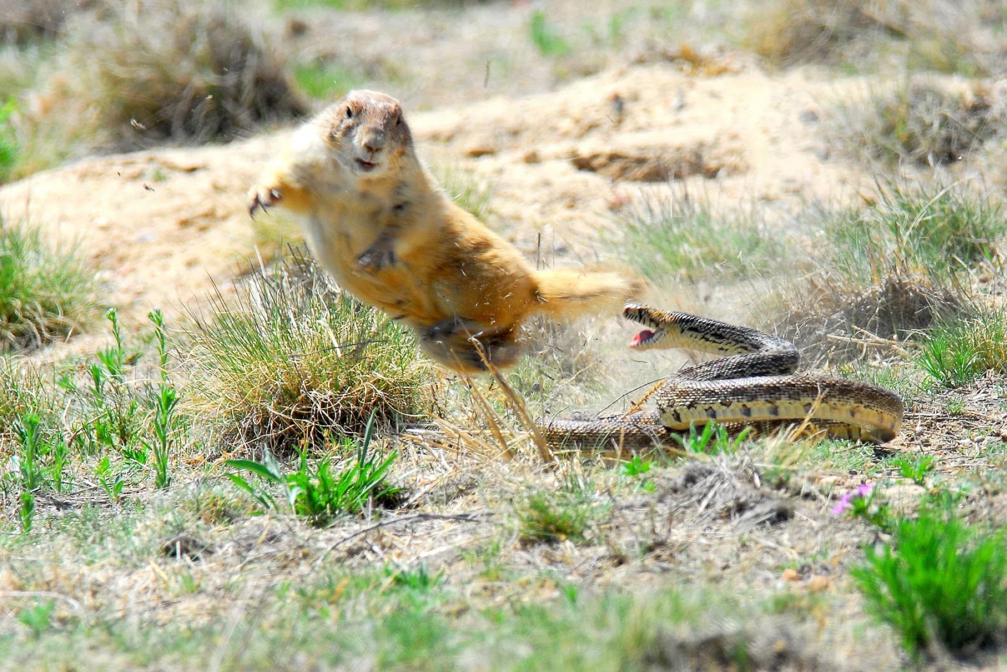 Small Mammals story introduction