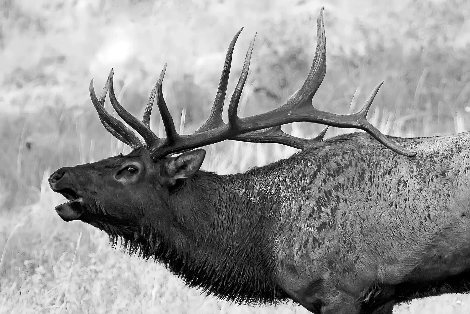 Elk story introduction