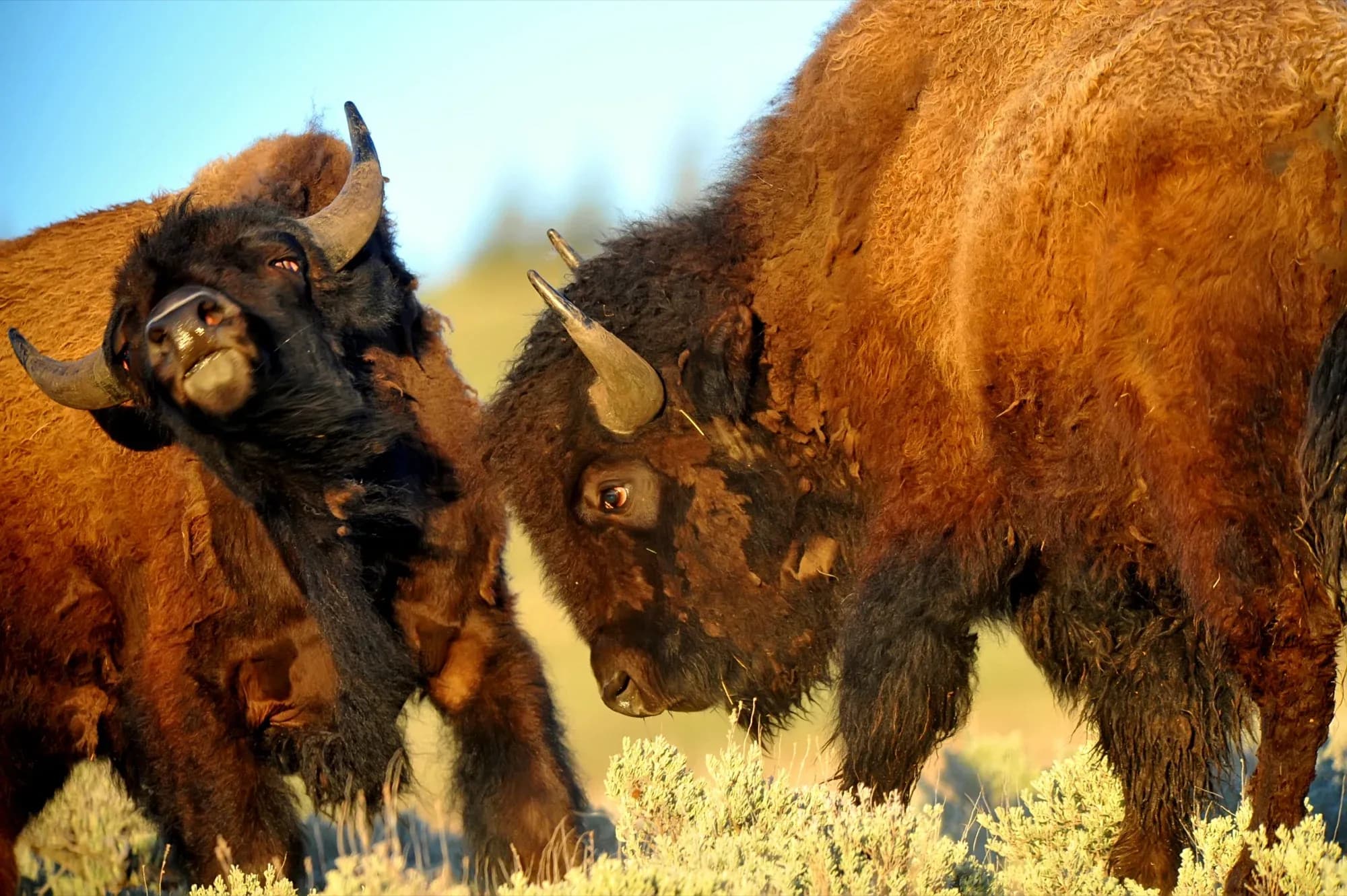 Bison story introduction