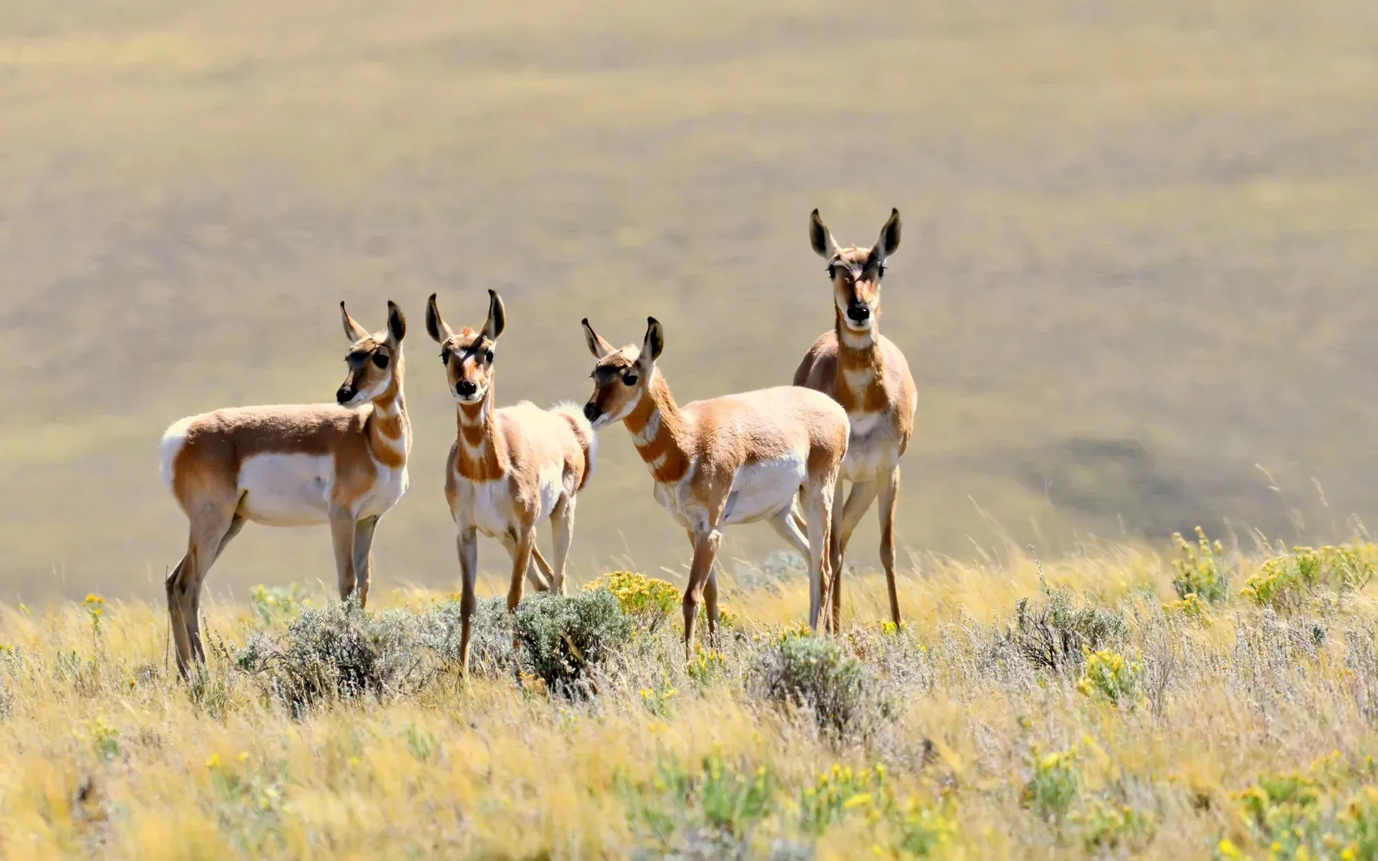 Pronghorn story introduction