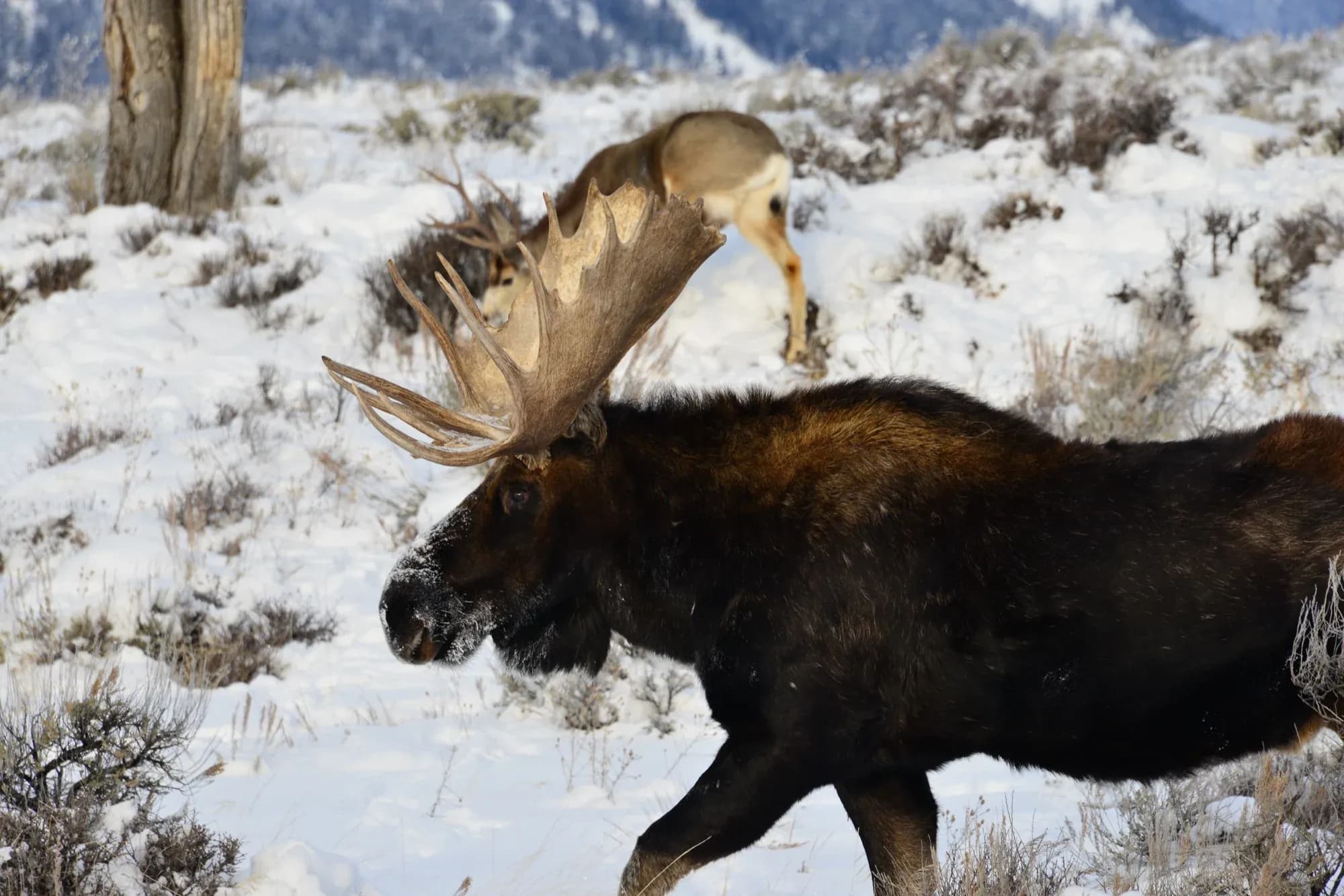 Moose photography story